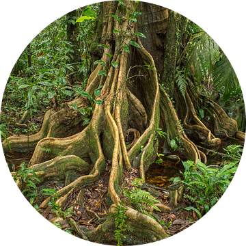 Jungle boom van Elles Rijsdijk