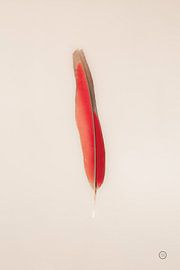 Plumes flottantes II, Nathan Larson sur Wild Apple