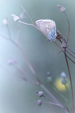 New Morning .... (Butterfly, Summer, light) by Bob Daalder