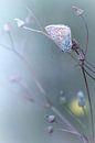 New Morning .... (Schmetterling, Sommer, Licht) von Bob Daalder Miniaturansicht