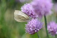papillon sur la ciboulette