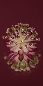 Warm bordeauxrood verticaal Panorama: Zeeuws Knoopje (Astrantia Major) met weerspiegeling van Marjolijn van den Berg