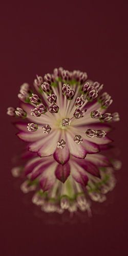Warm bordeauxrood verticaal Panorama: Zeeuws Knoopje (Astrantia Major) met weerspiegeling