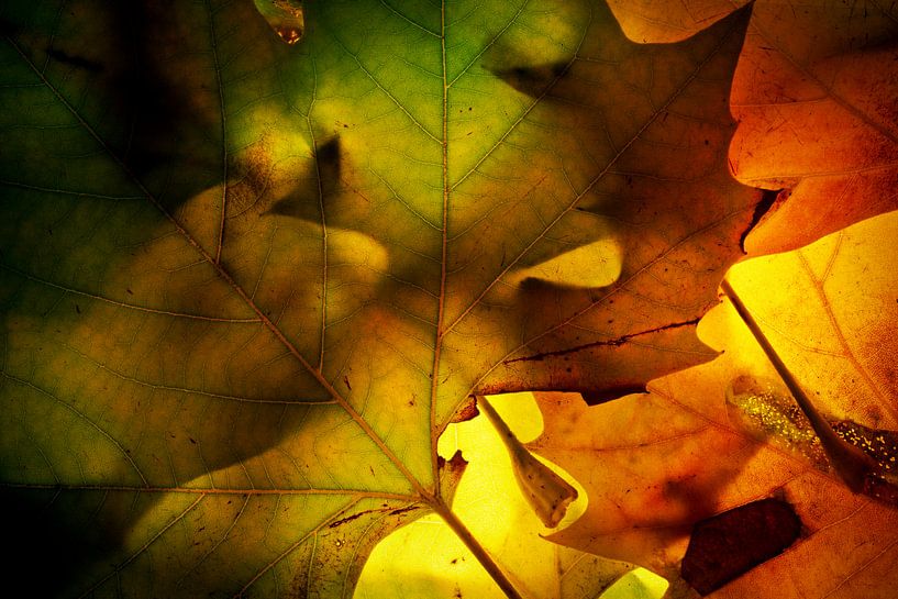 Herfstbladeren 22 van Henk Leijen