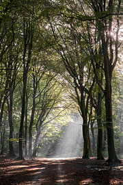 Lichtstrahlen im Buchenwald von Cor de Hamer