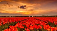 Tulips Sunset Holland van Michael van der Burg thumbnail