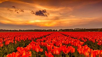 Tulpen Sonnenuntergang Holland