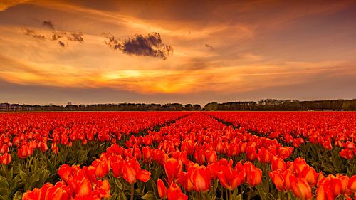 Tulpen Sonnenuntergang Holland