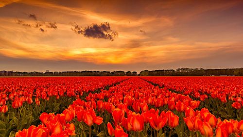 Tulips Sunset Holland