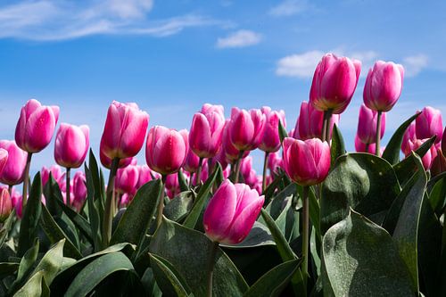 Pink tulips in bloom