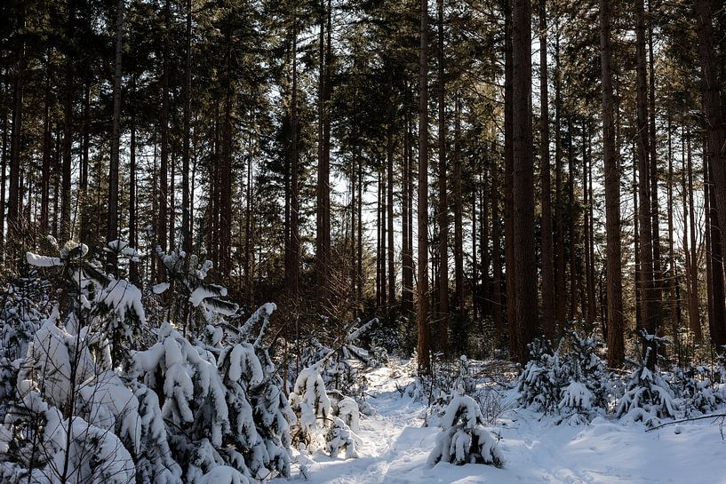 A line of trees by Tamara Geluk