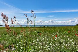 roter Klatschmohn und Wiesenblumen, Groß Zicker,  Rügen von GH Foto & Artdesign