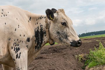 Dalmatiër koe van Yvonne van Driel