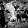 Vaches curieuses sur Rick Willeme