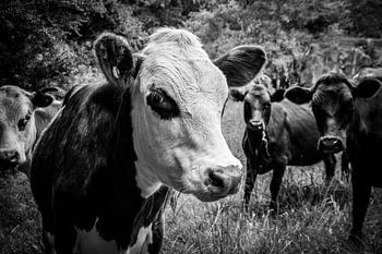 Nieuwsgierige koeien