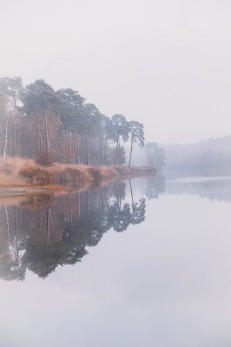 Reflet hivernal avec couleurs d'automne dans un marais | Photographie de paysage - Oisterwijkse Venn