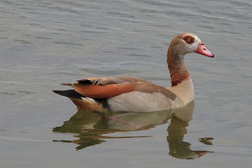 Nile goose