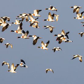 Shelducks sur Anja Brouwer Fotografie