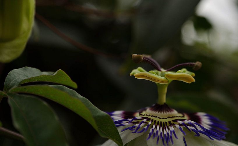 passiebloem par Eugene Lentjes