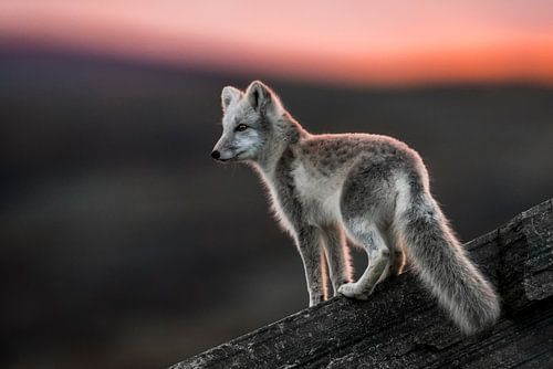Poolvos bij zonsopkomst