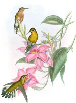 Golden-throated kolibrie, John Gould van Hummingbirds