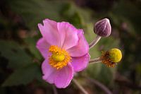 Macro fleur