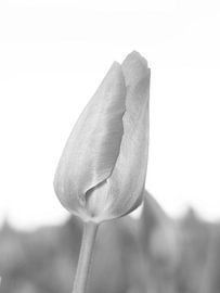 Black / white tulip by WeVaFotografie