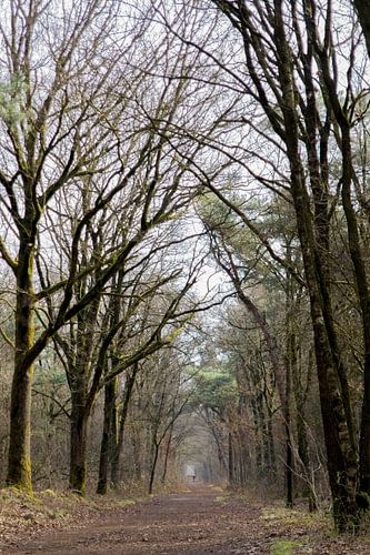 doorkijk looppad bos