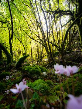 Mos en bloemen in de weelderige groene bossen van Pindos National Park | Natuurfotografie Griekenlan van Teun Janssen