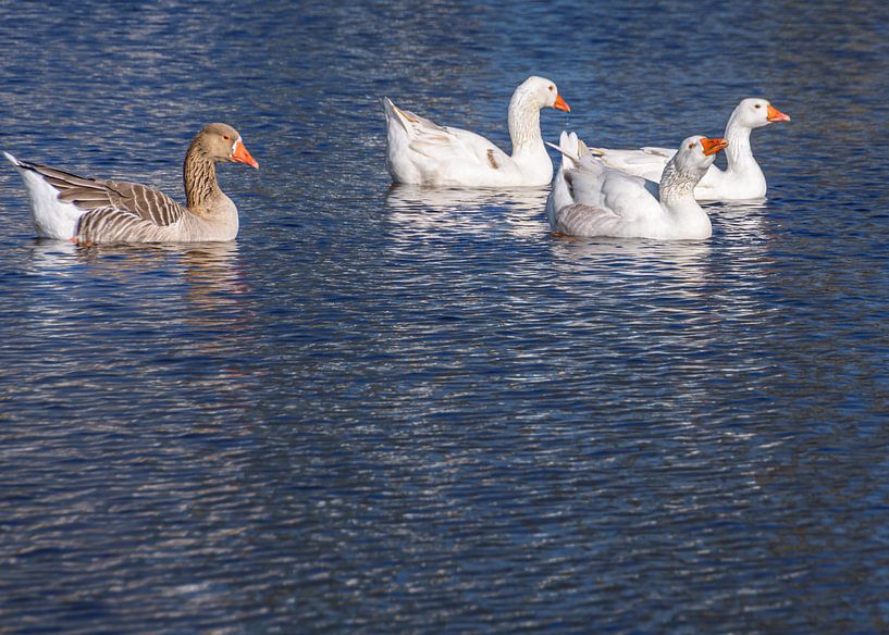 Swimming geese by Patrick Herzberg