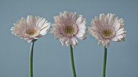 Gerberas roses | nature morte au pastel