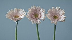 Rosa Gerberas | Stilleben in Pastell