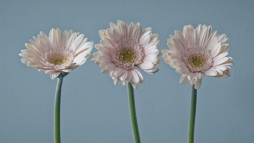 Pink Gerberas | still life in pastel by Marianne Twijnstra