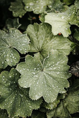 Ruhe nach dem Regen