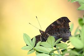 Atalante ou Icare ? sur Wim Zoeteman