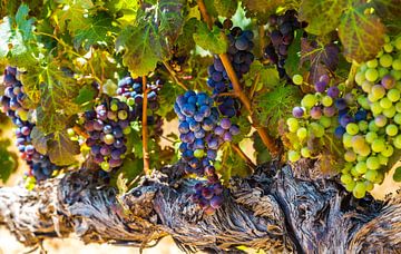 Druiven aan de wijnrank van Peter Leenen