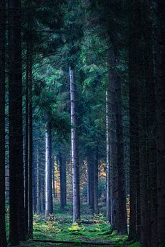 Forest Gasselte by R Smallenbroek