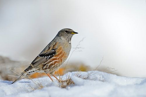 Alpenbraunelle * Prunella collaris *, Vogel der Alpen