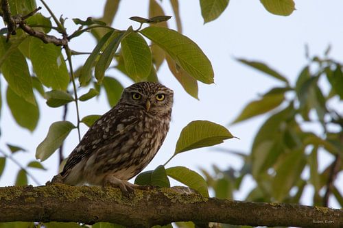 Little Owl