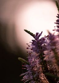 violette Silhouette von Tania Perneel