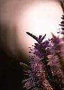 violette Silhouette von Tania Perneel Miniaturansicht