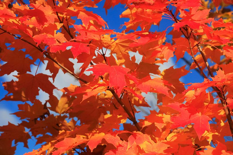 Golden October by Thomas Jäger