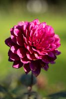 Blühende Blume