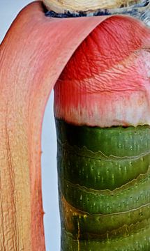 an aloe stem with a pink leaf by Werner Lehmann