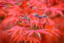 Japanse esdoorn in vuur  van Jan Hoekstra