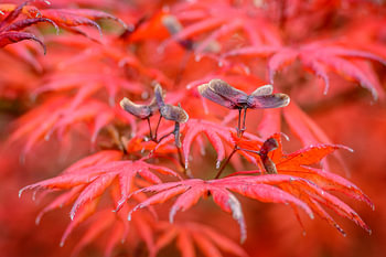 Japanse esdoorn in vuur 