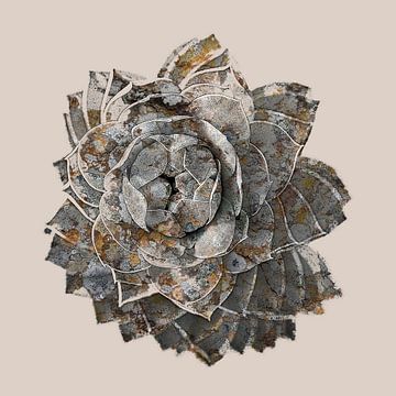 rosette and lichen by Hanneke Luit