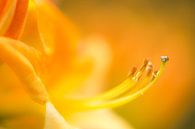 Gele bloem (Azalea) van Joram Janssen thumbnail