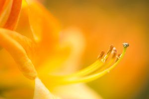 Gelbe Blüte (Azalee) von Joram Janssen