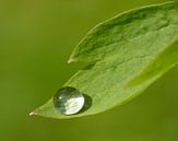 The Gift... (Drop on green leaf) by Caroline Lichthart thumbnail